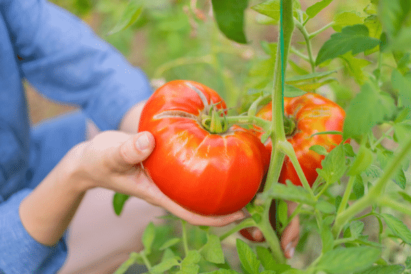 hand holding large tomato on vine
