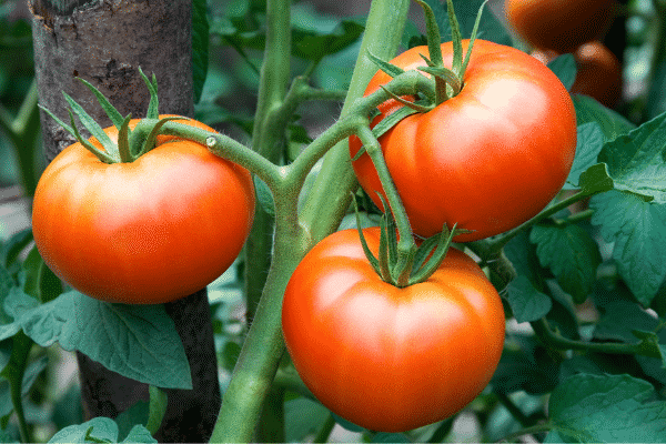 three tomatoes on vine