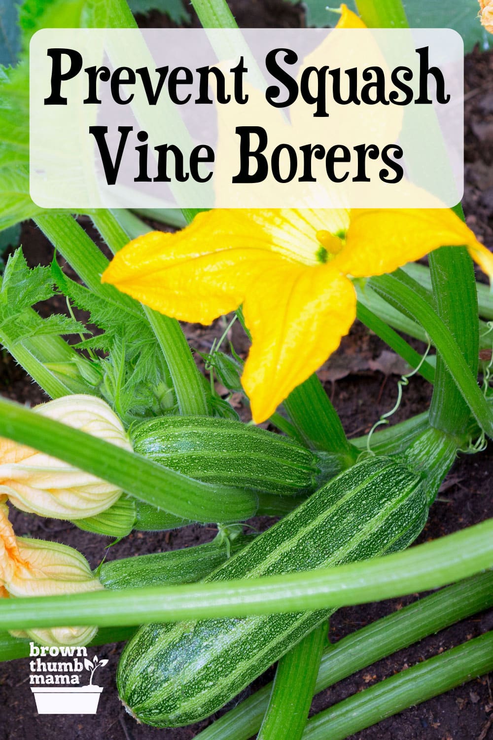 Prevent Squash Vine Borers Naturally Brown Thumb Mama®