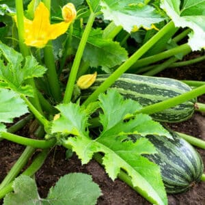 zucchini plant in garden