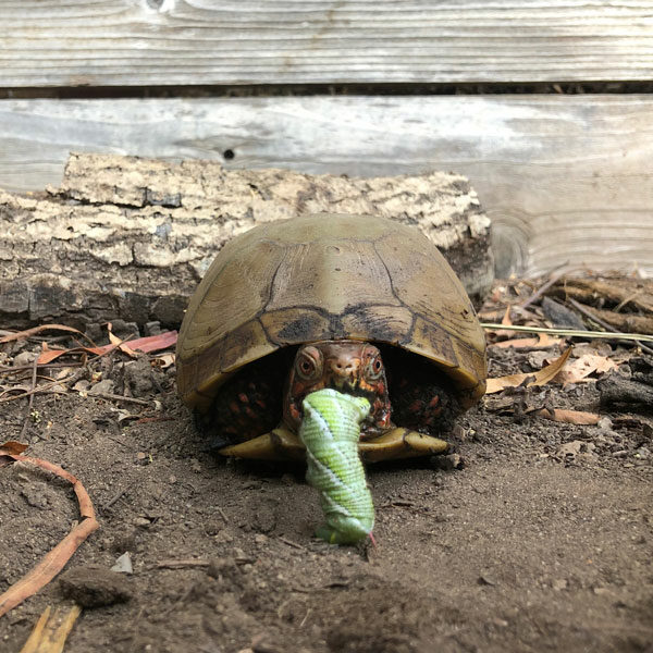 box turtle eating tomato worm