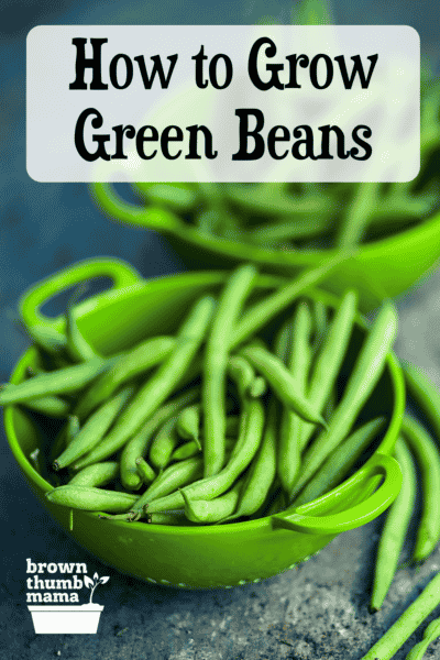 green beans in colander