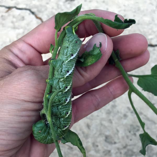 hand holding a tomato hornworm