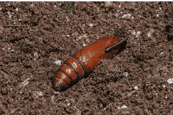 tomato hornworm pupa on the ground
