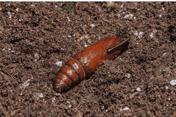 are tomato hornworms poisonous to dogs