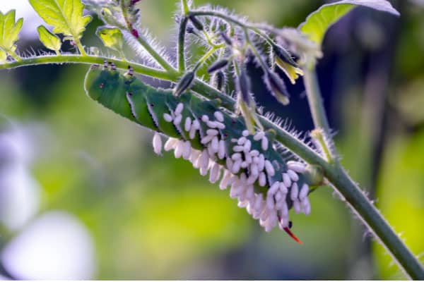 tomato hornworm with wasp cocoons