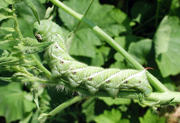 are tomato hornworms poisonous to dogs