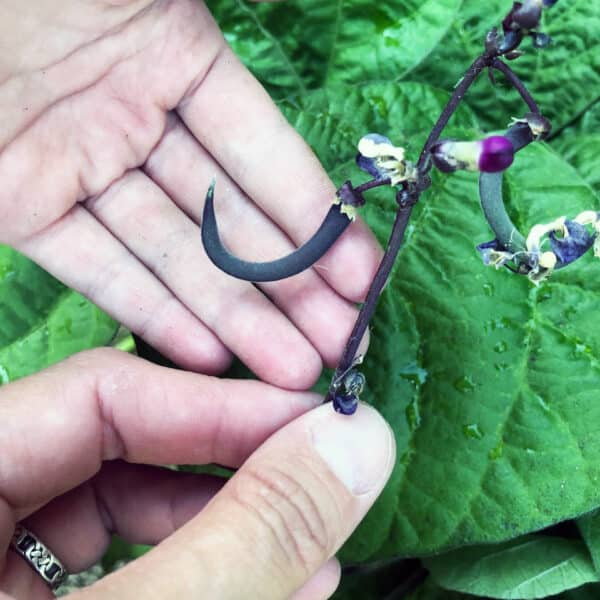 hands holding tiny purple string bean on vine
