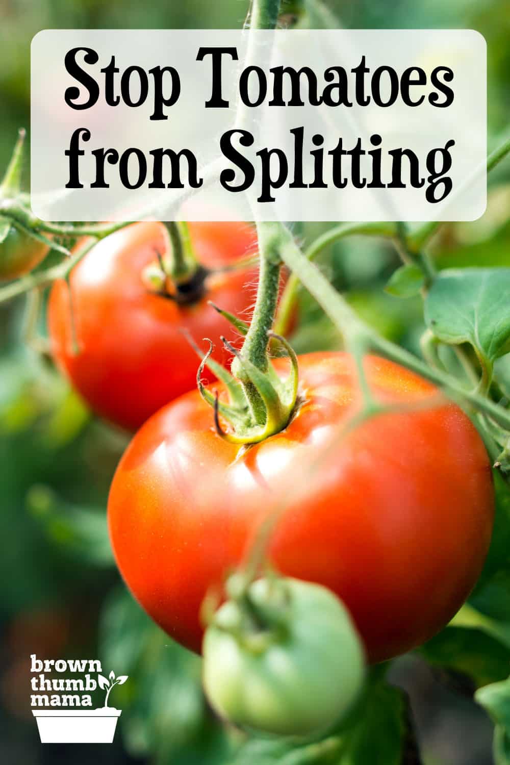 Stop Tomatoes from Splitting or Cracking - Brown Thumb Mama®