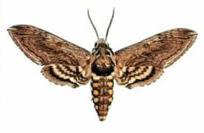 tomato hornworm moth