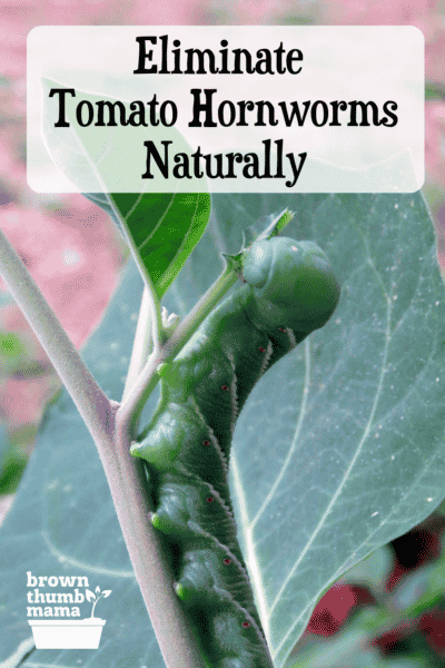 tomato hornworm on leaf