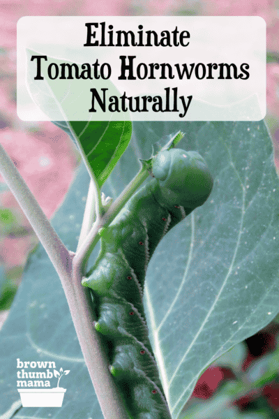 are tomato hornworms poisonous to dogs