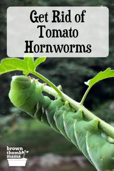 tomato worm on vine