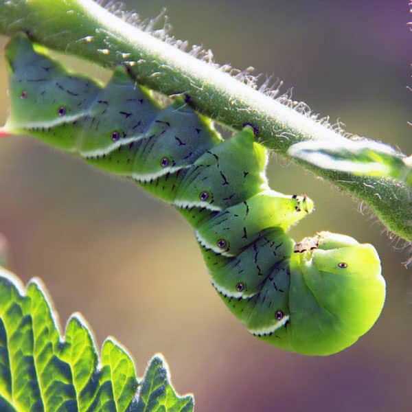 can dogs eat tomato worms