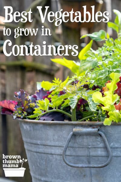 5 Best Container Vegetables for Beginning Gardeners - Brown Thumb Mama®