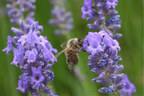 bee on lavender blossoms