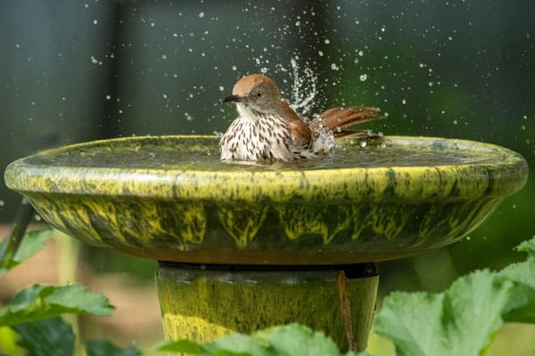 bird splashing in birdbath