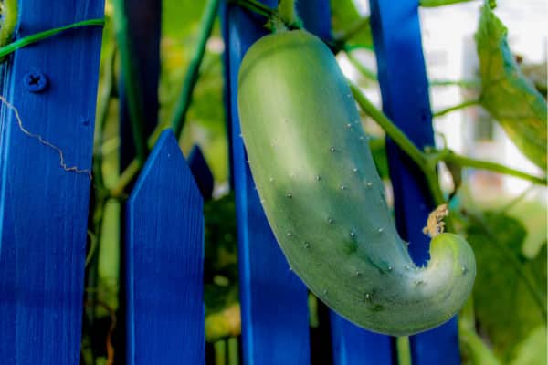 cucumber growing on blue fence