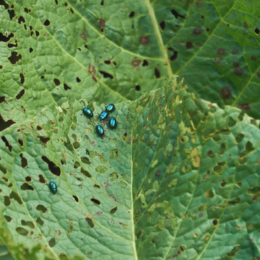 vegetable leaf covered in holes and flea beetles