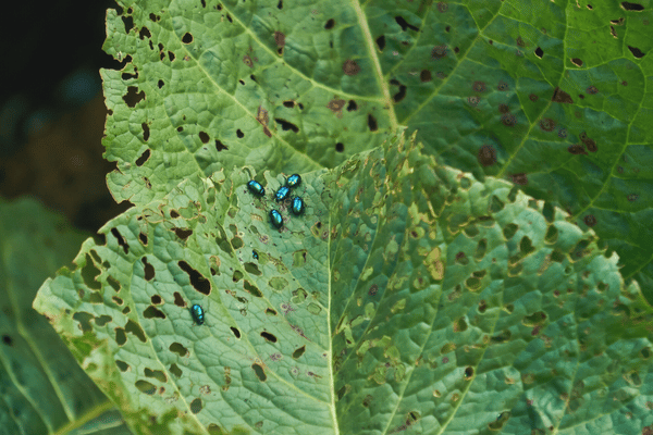 Vegetable leaf covered in holes and flea beetles