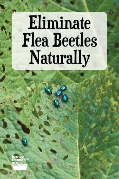 flea beetles eating holes in vegetable plant leaf