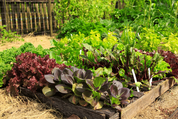 Start a Vegetable Garden on a Budget