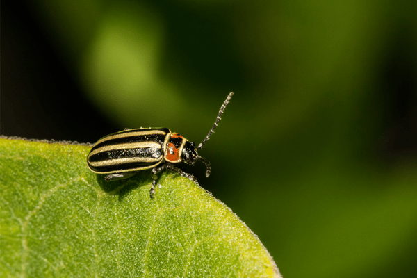 pigweed flea beetle on leaf