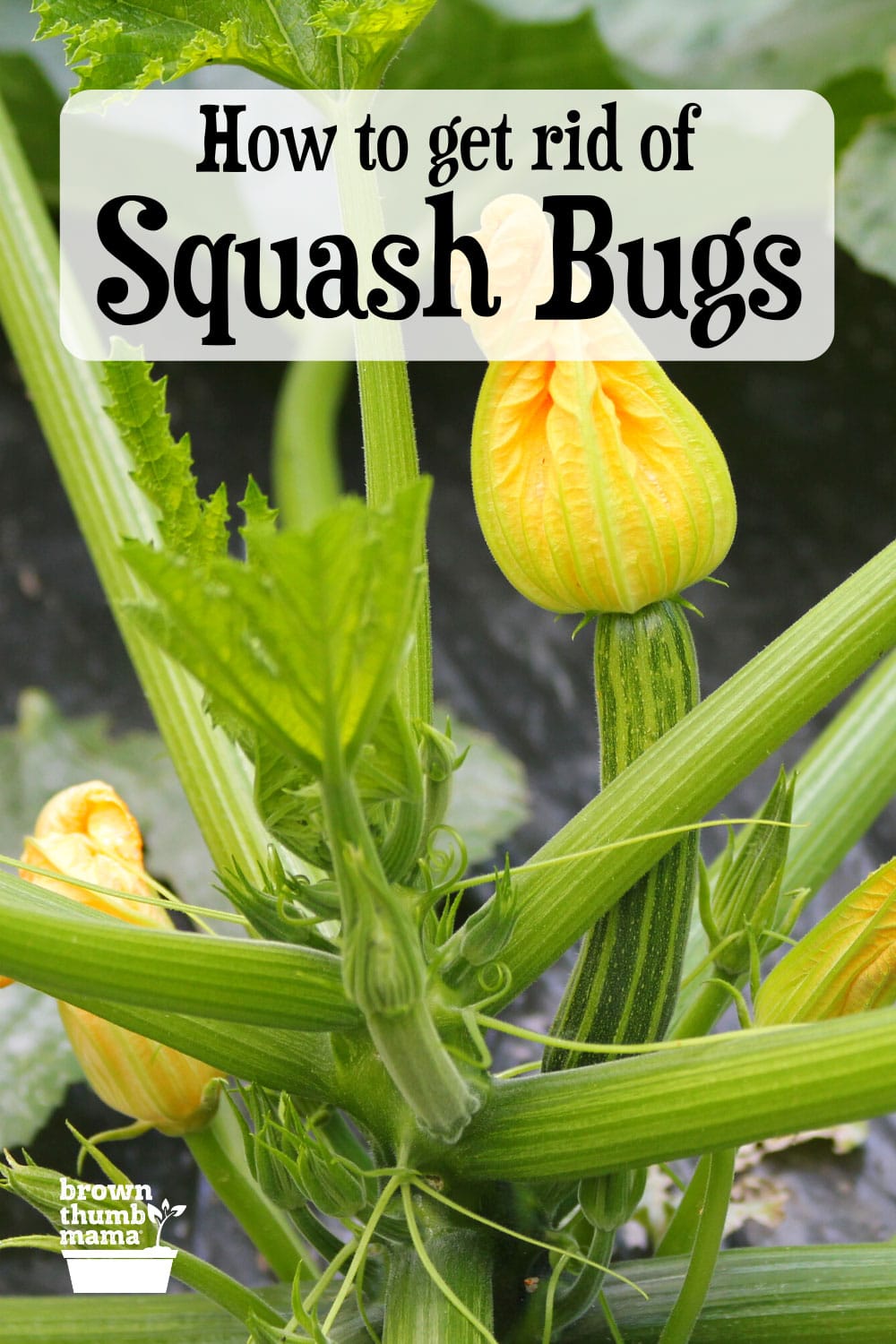 Get Rid of Squash Bugs Naturally - Brown Thumb Mama®