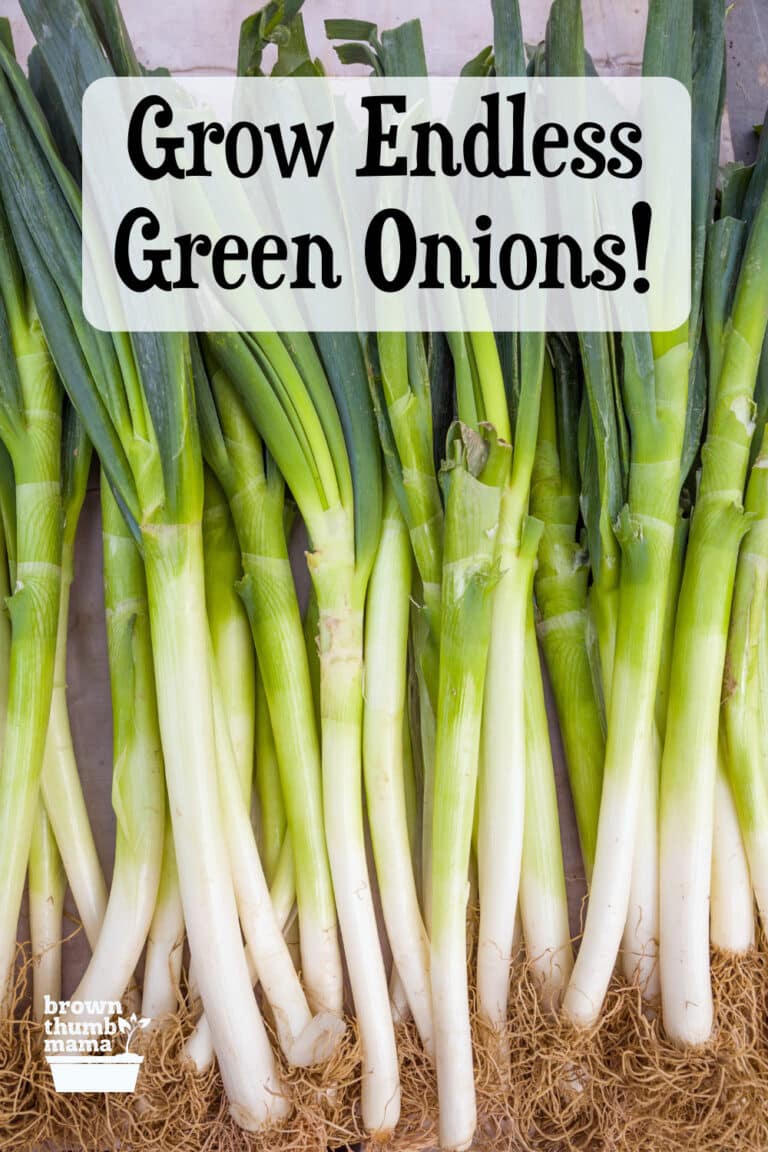 How to Grow Green Onions or Scallions - Brown Thumb Mama®