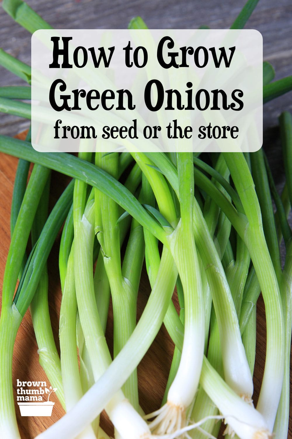 How to Grow Green Onions or Scallions - Brown Thumb Mama®