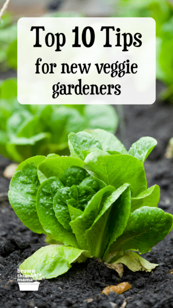 Romaine lettuce plant in garden