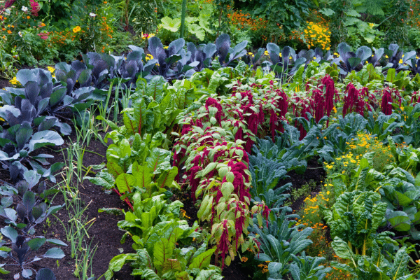 vegetables and colorful herbs in the garden