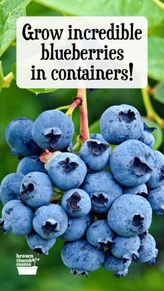 fresh blueberries on plant