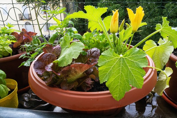 vegetables growing in container on patio