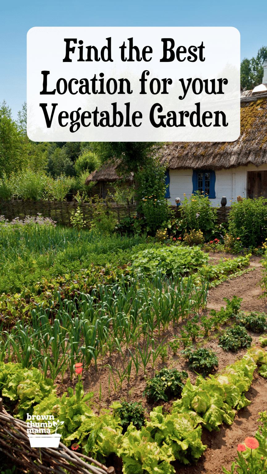 Choose the Best Location for your Vegetable Garden - Brown Thumb Mama??