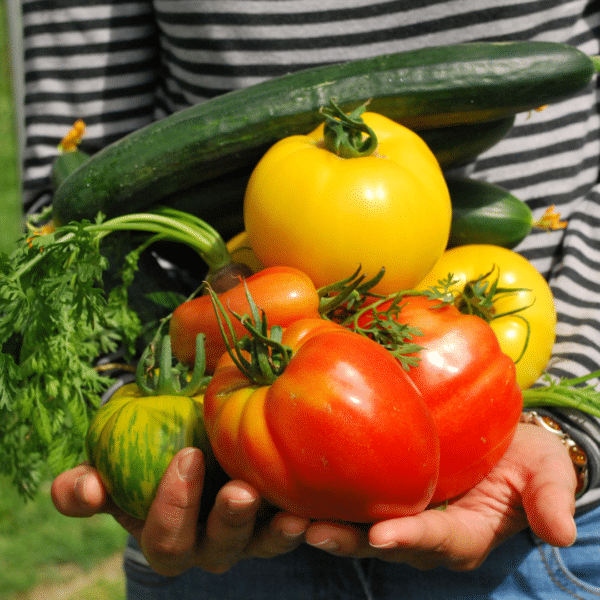 Hands holding tomatoes, cucumber, peppers, carrots from the garden.