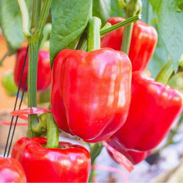 How to Grow Bell Peppers