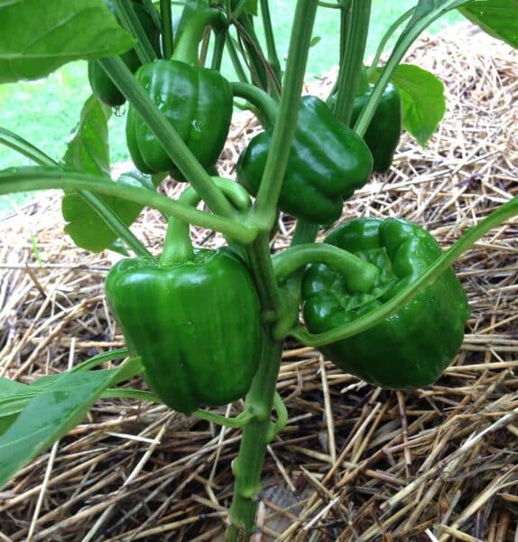 green bell pepper plant in the garden