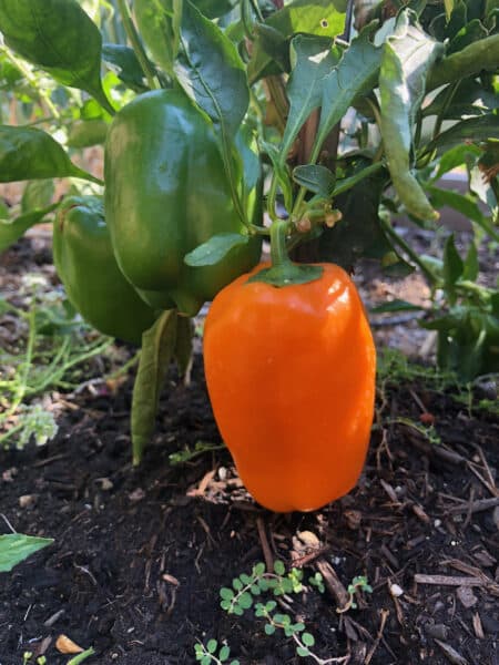 green and orange bell peppers in the garden