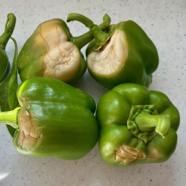 bell peppers with sunscald damage