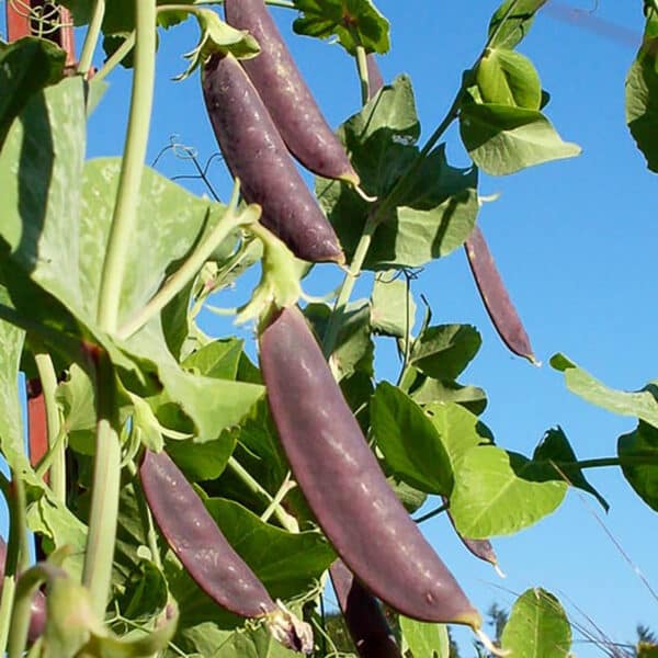 sugar magnolia purple snap peas growing in the garden