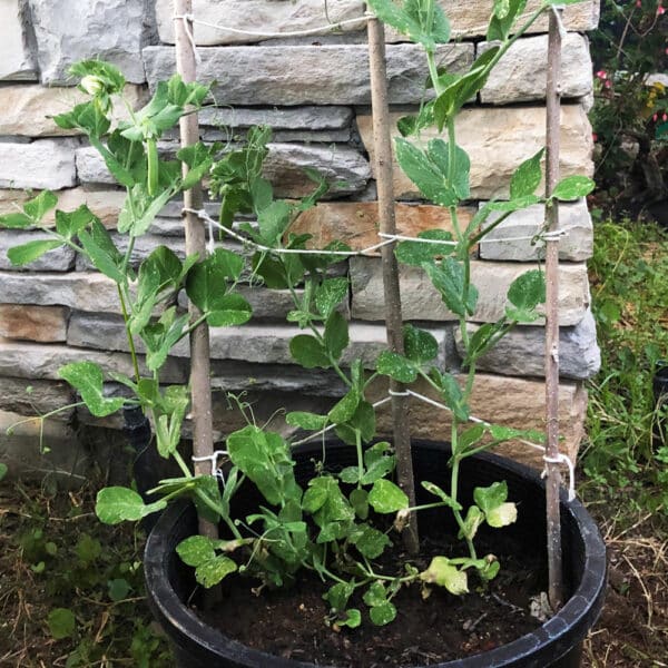 snap peas growing in a container in front of a stone wall