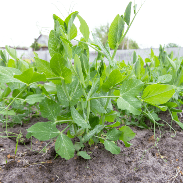 snap peas growing in the garden