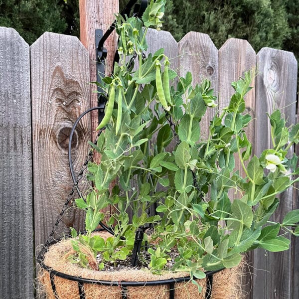 snap peas growing in a hanging basket on a fence