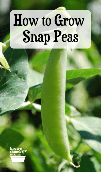 single snap pea growing on a vine