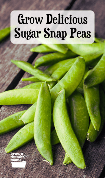 sugar snap peas on a wood table